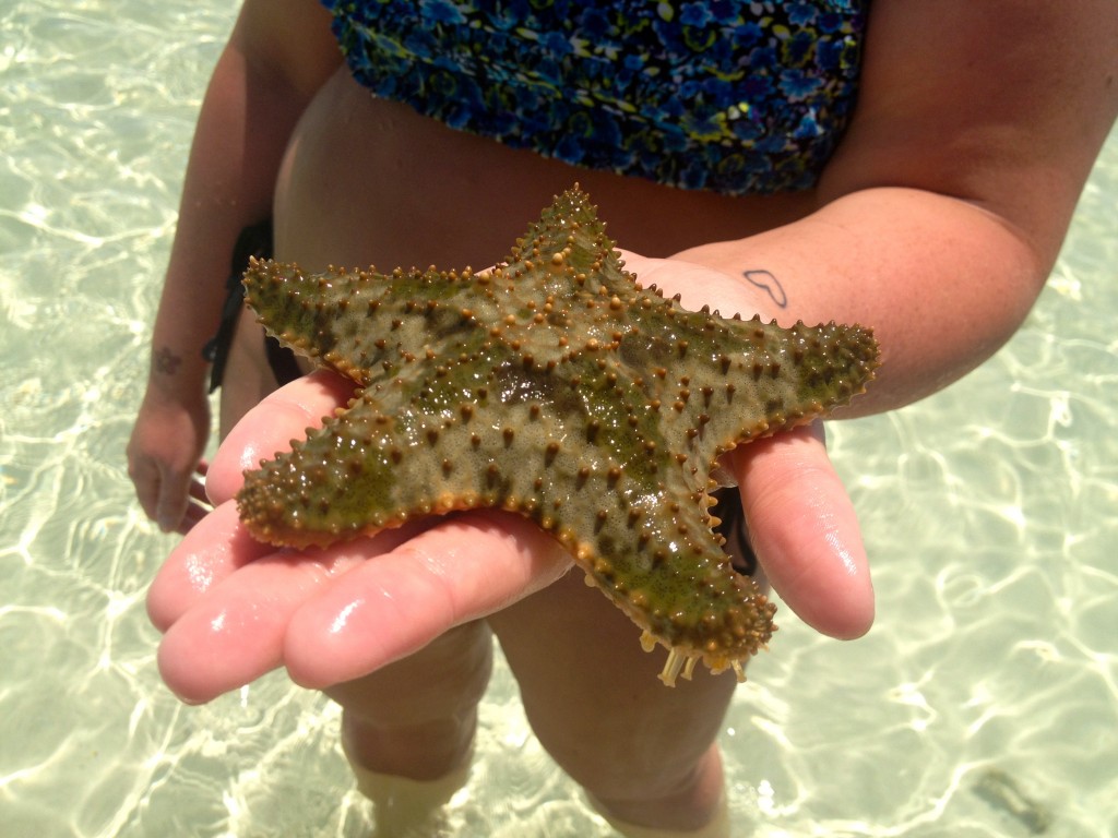 Key West Starfish