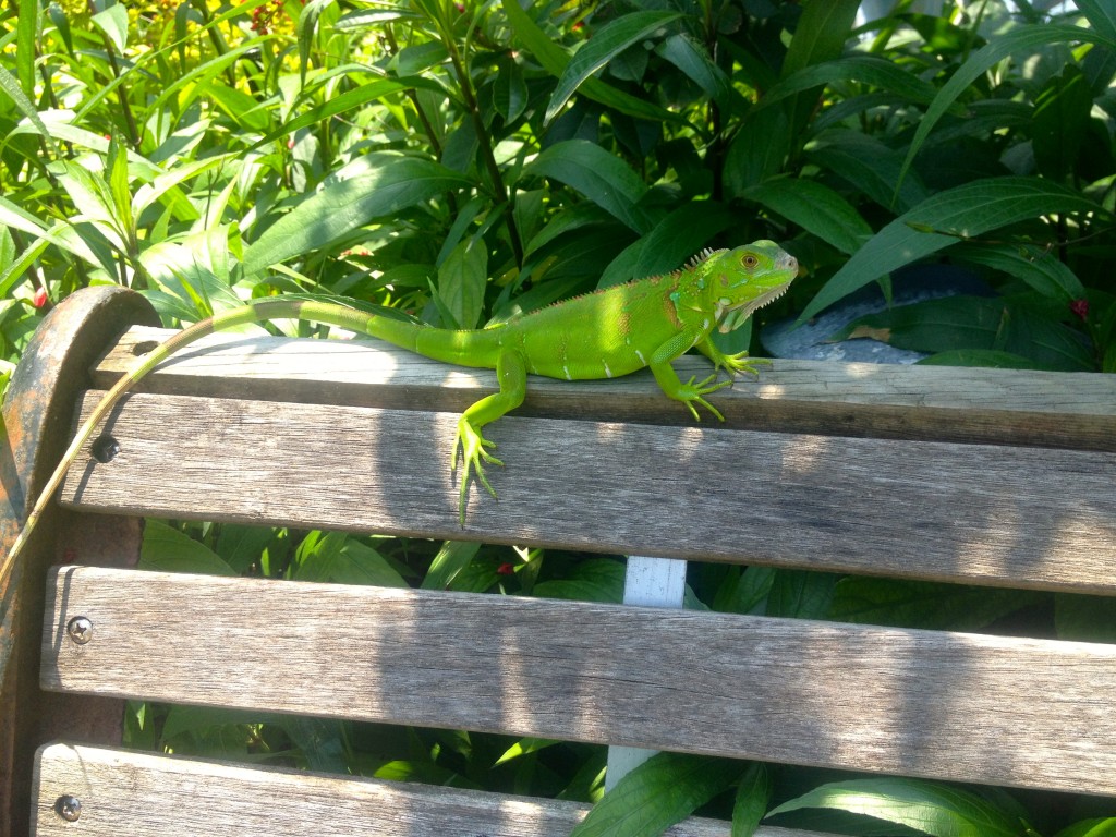 Iguana