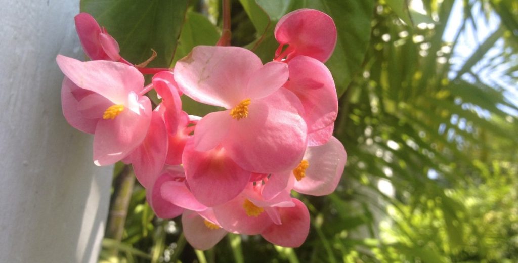 Pink Flowers