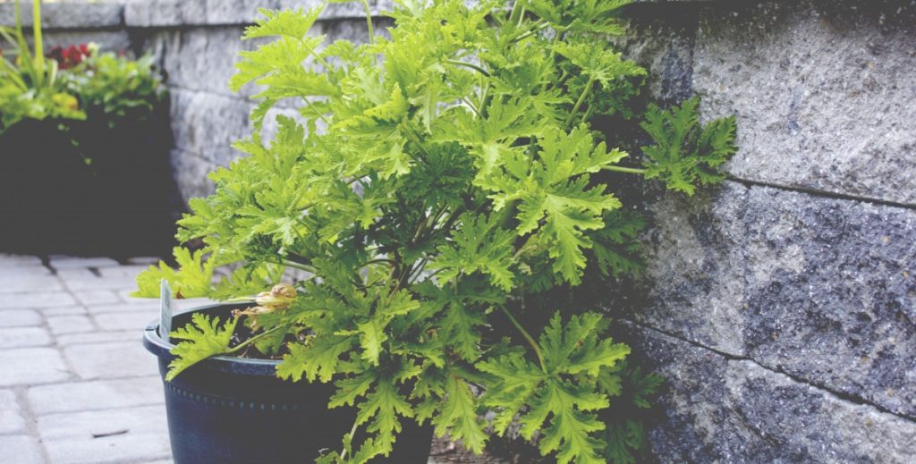 Citronella Mosquito Plant