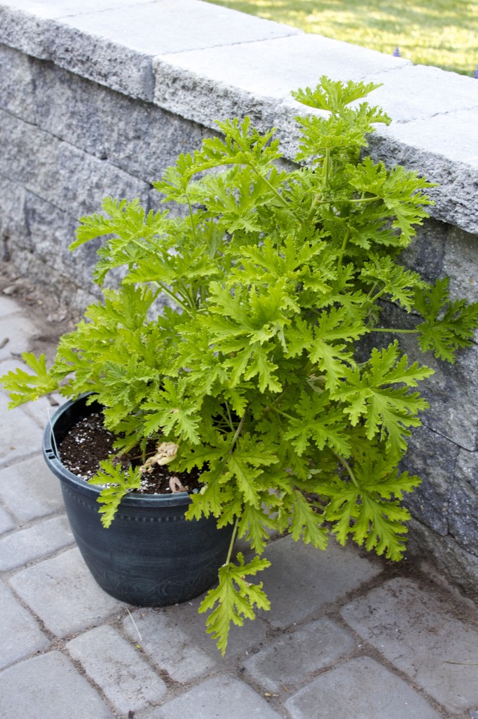 Citronella Mosquito Plant