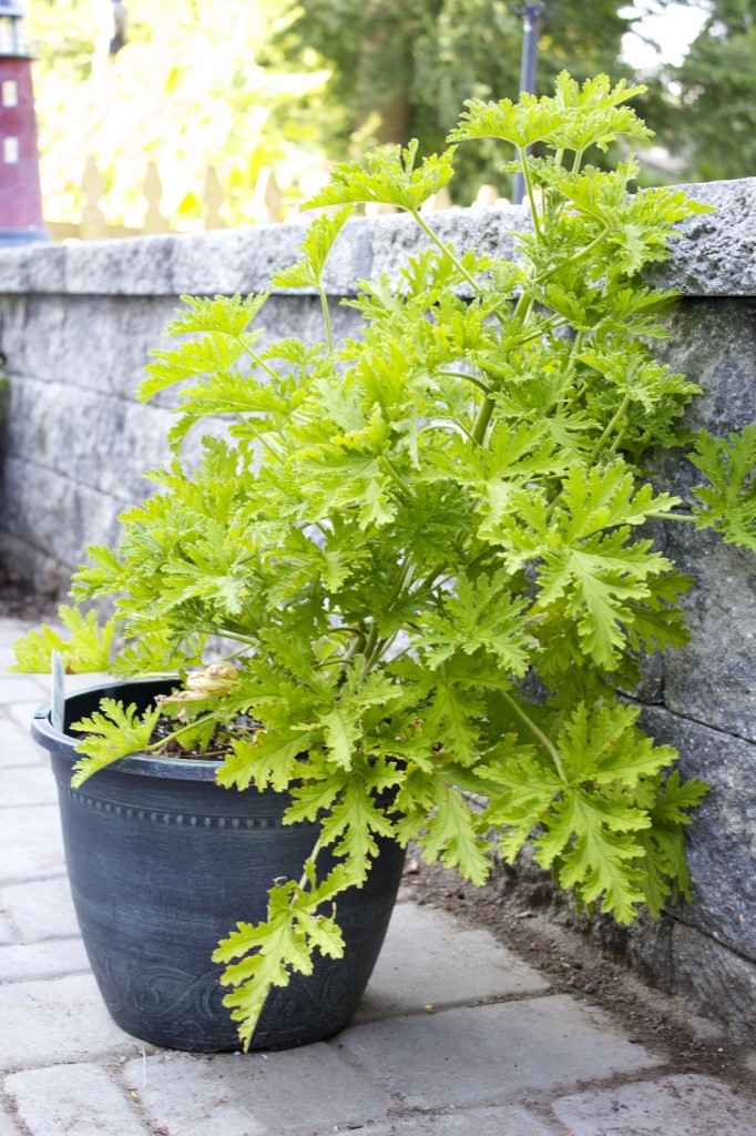 Citronella Mosquito Plant