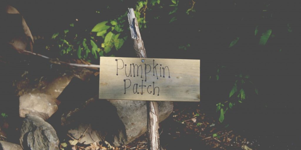 Pumpkin Patch