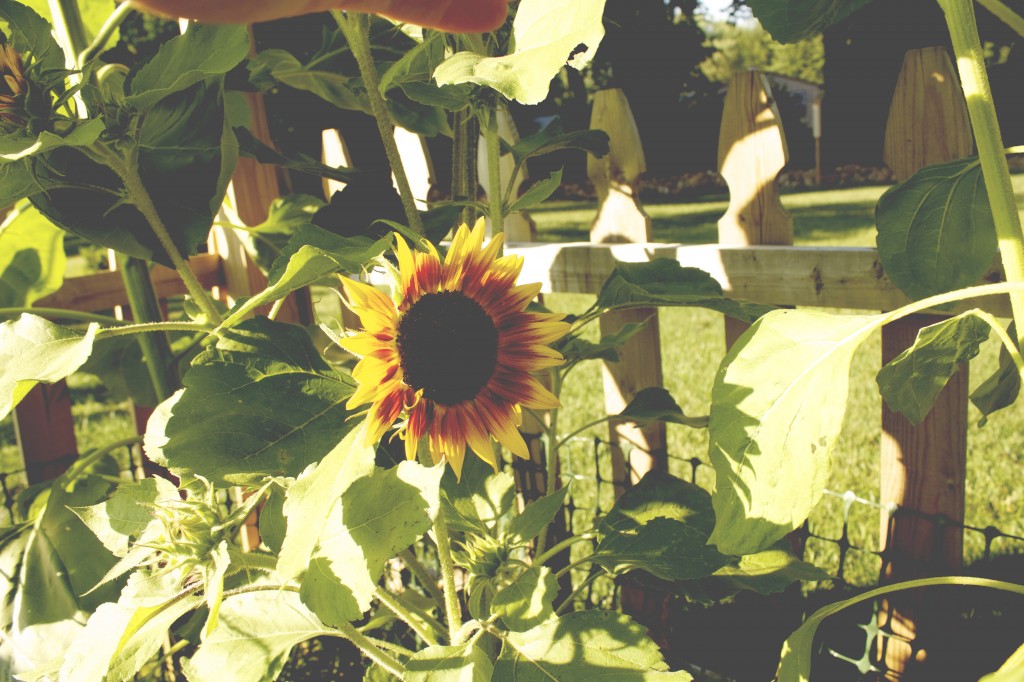 Sunflowers