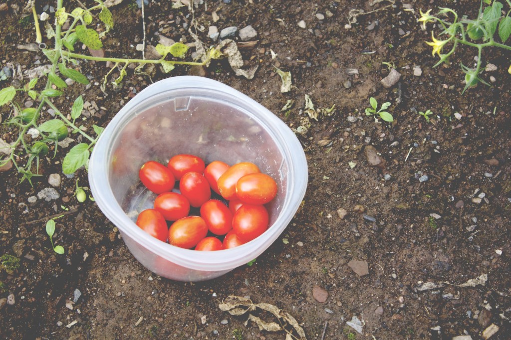 Tomatoes