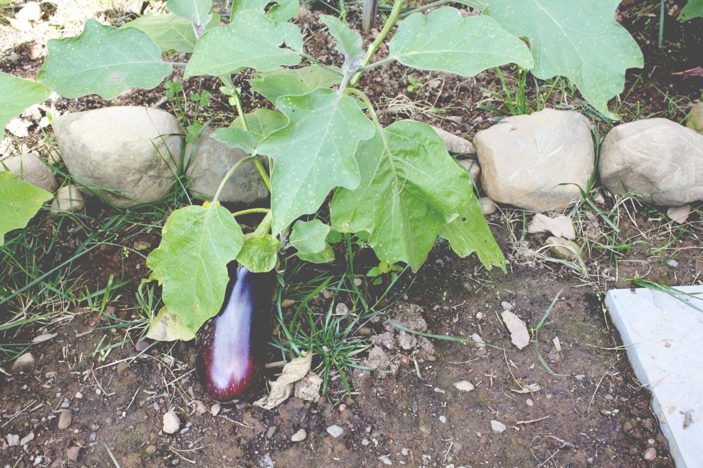 eggplant