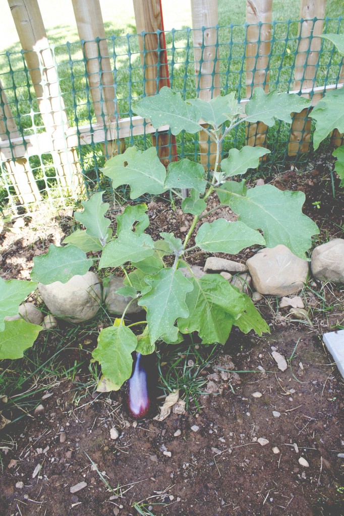 eggplant