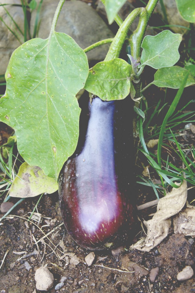 eggplant