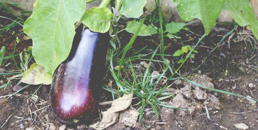 eggplant