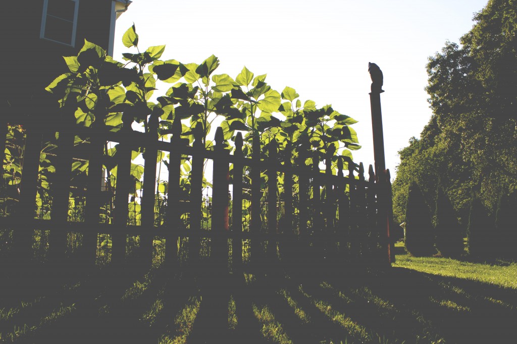 Sunflowers