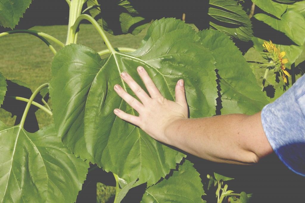 Sunflower Leaf