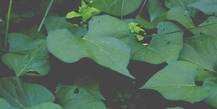 Sweet Potatoes