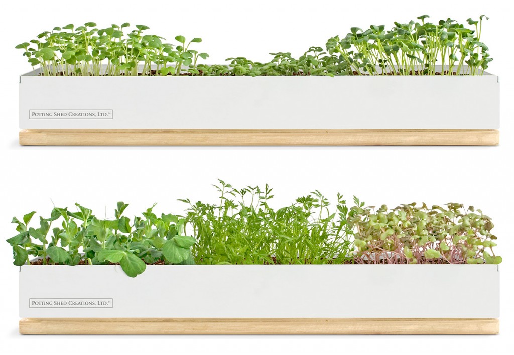 micro green