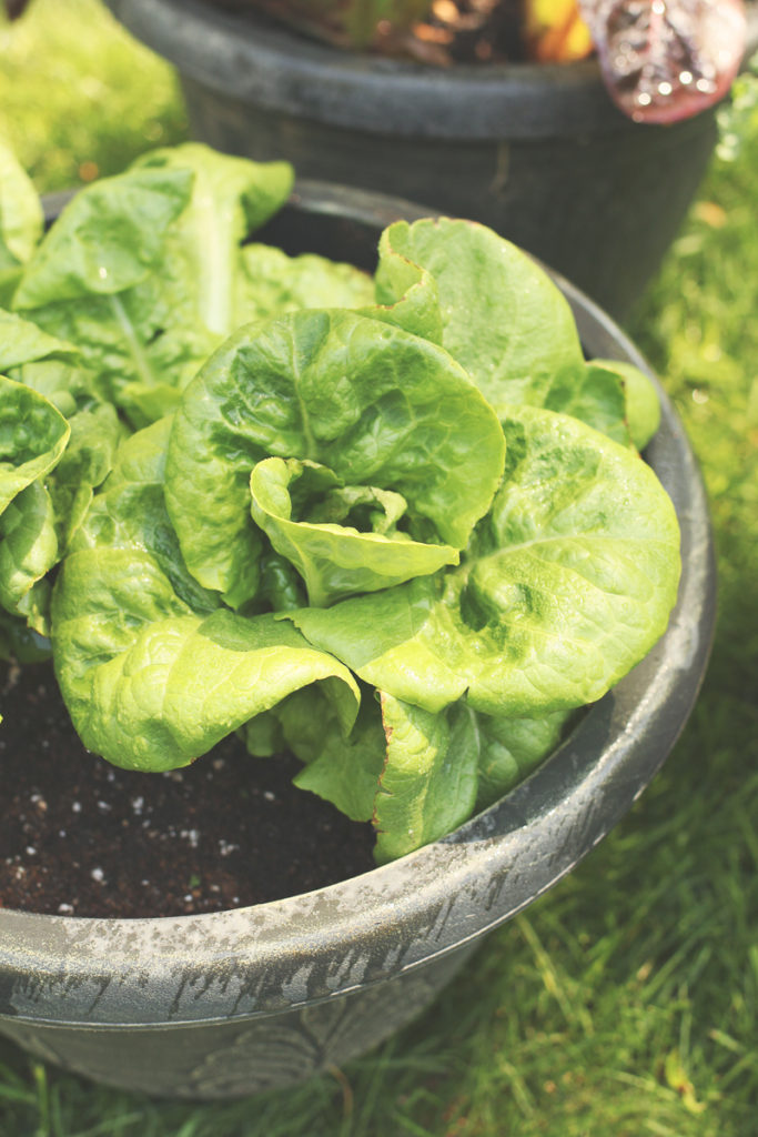 Bib Lettuce