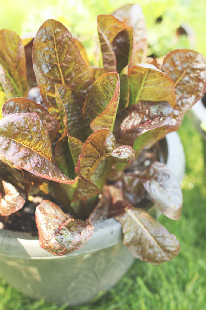 Red Romaine