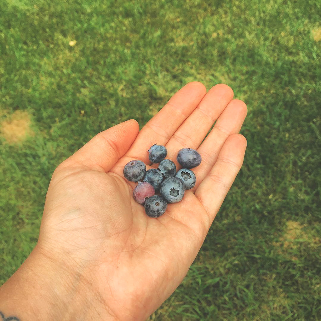 Blueberries