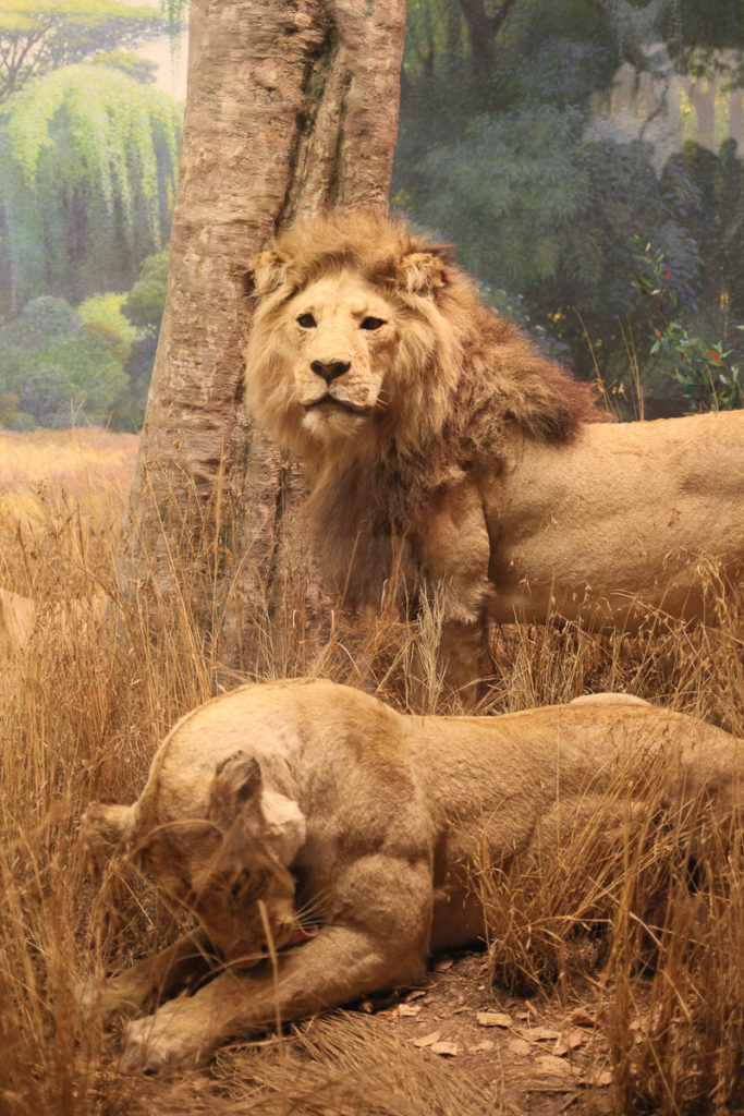 Lions