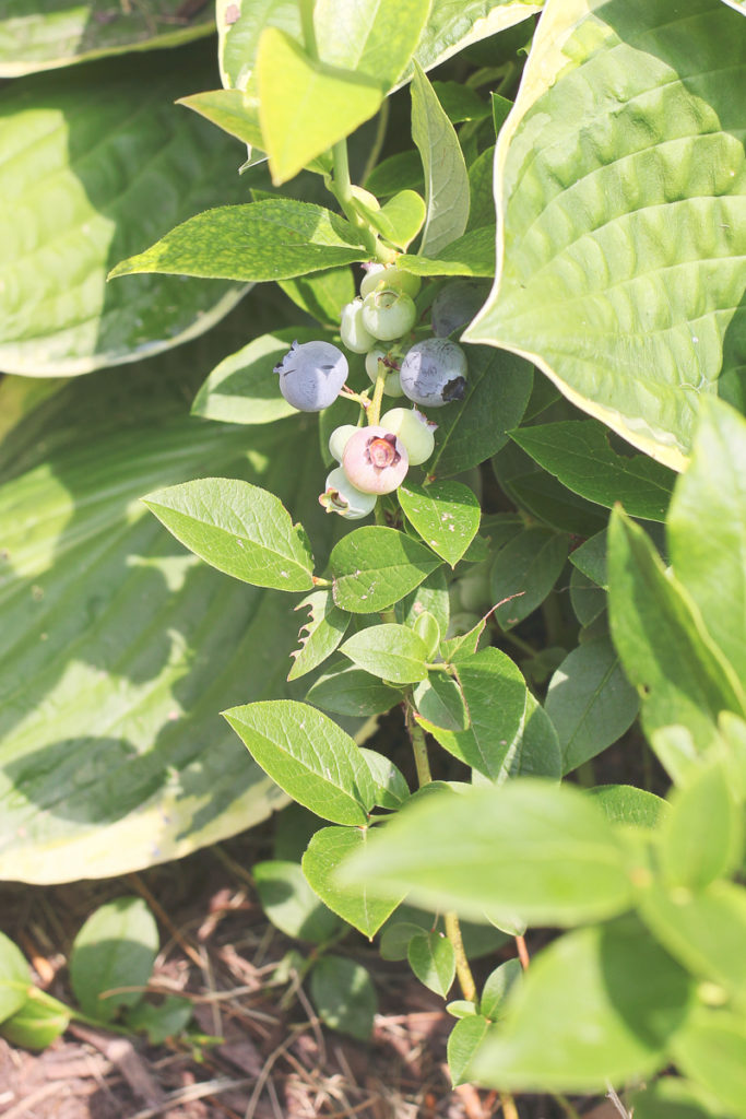 Blueberry Bush