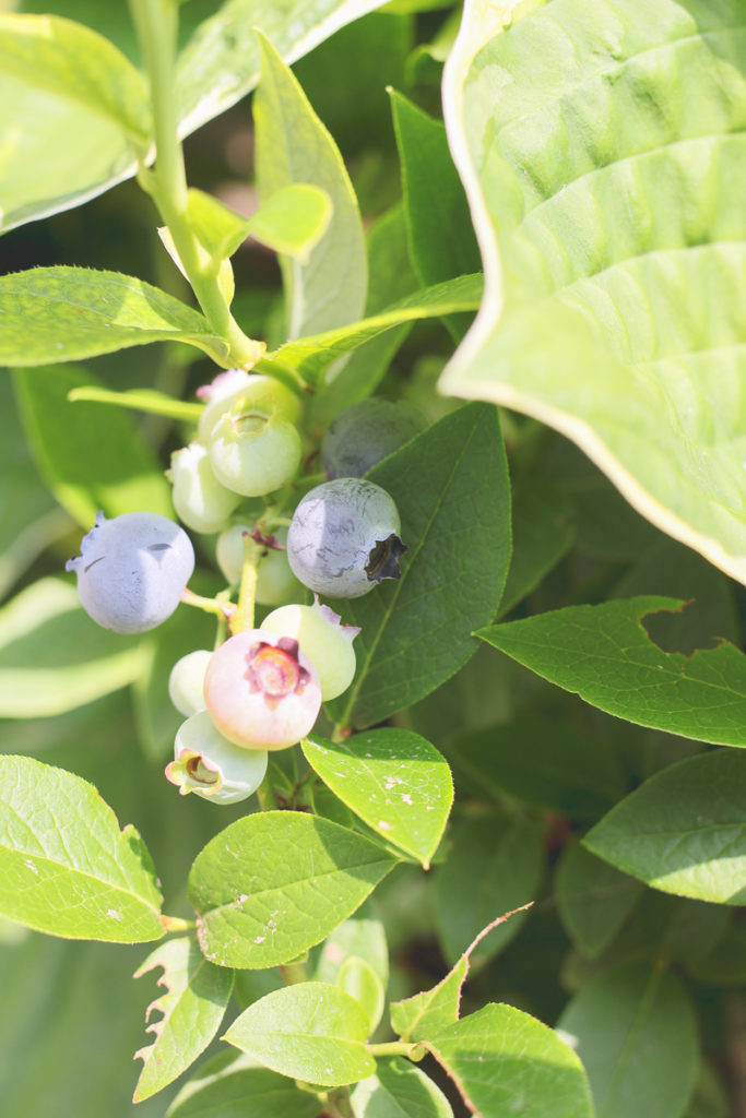 Blueberry Bush