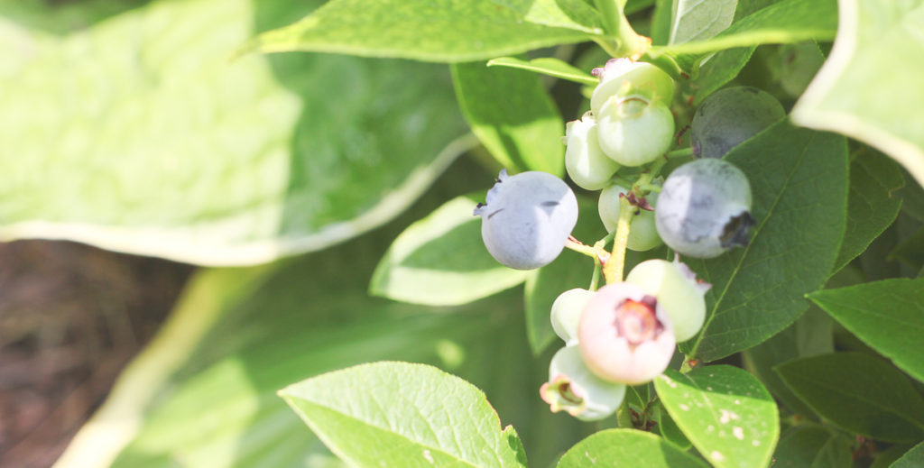 Blueberry Bushes