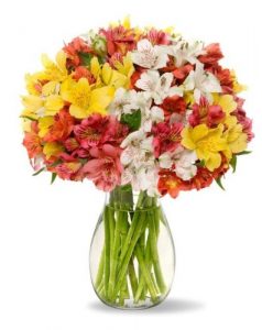 Peruvian Lilies