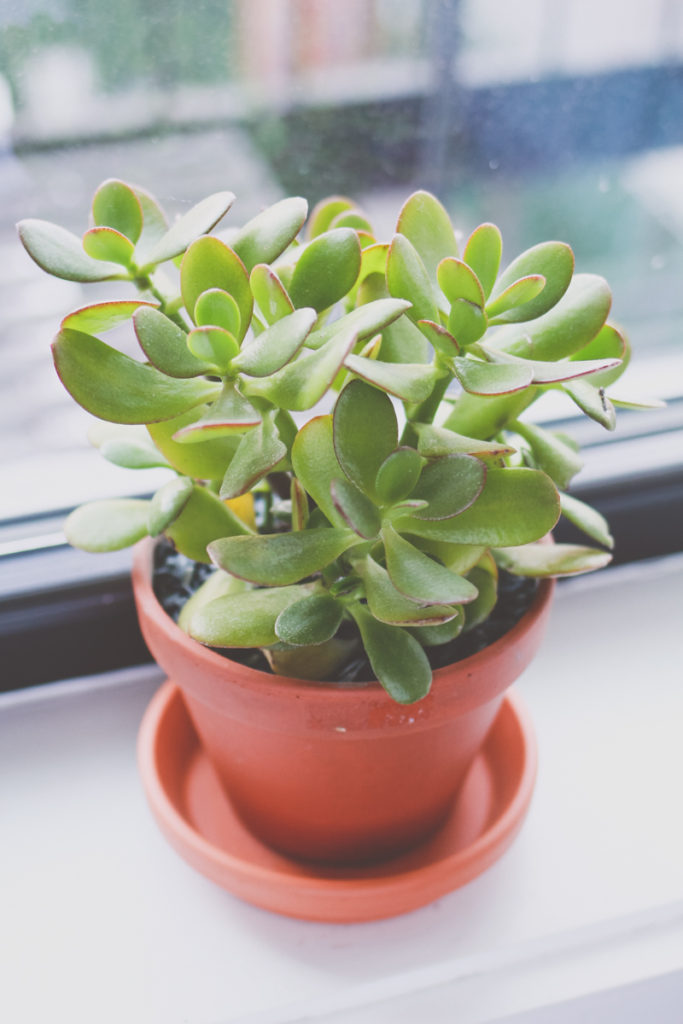 Jade Plant