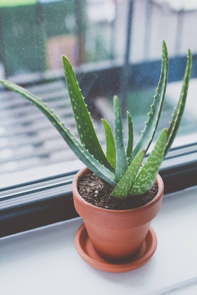 Aloe Plant