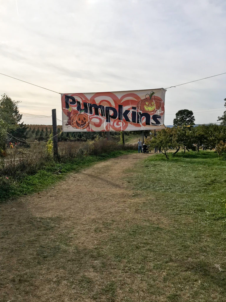 Pumpkin Patch