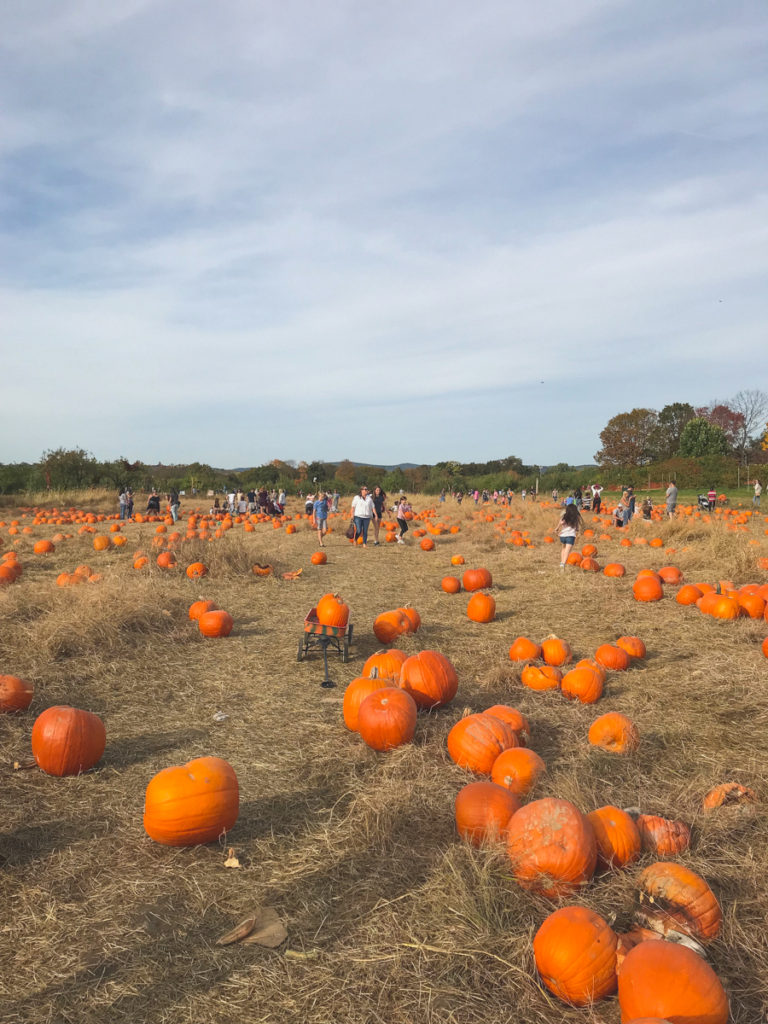 Pumpkin Patch