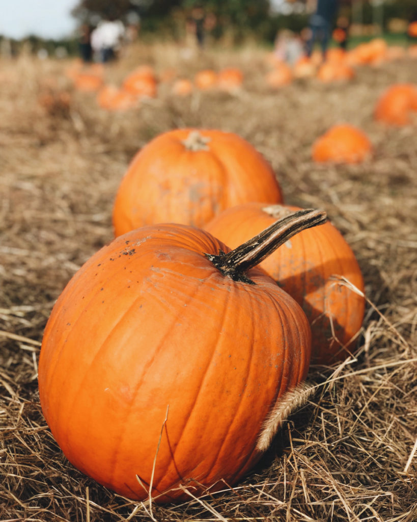 Pumpkin Patch