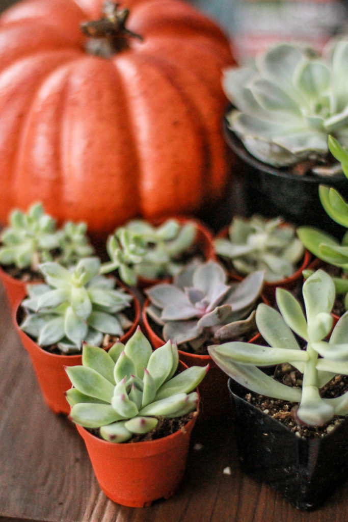 Pumpkin Succulent Centerpieces