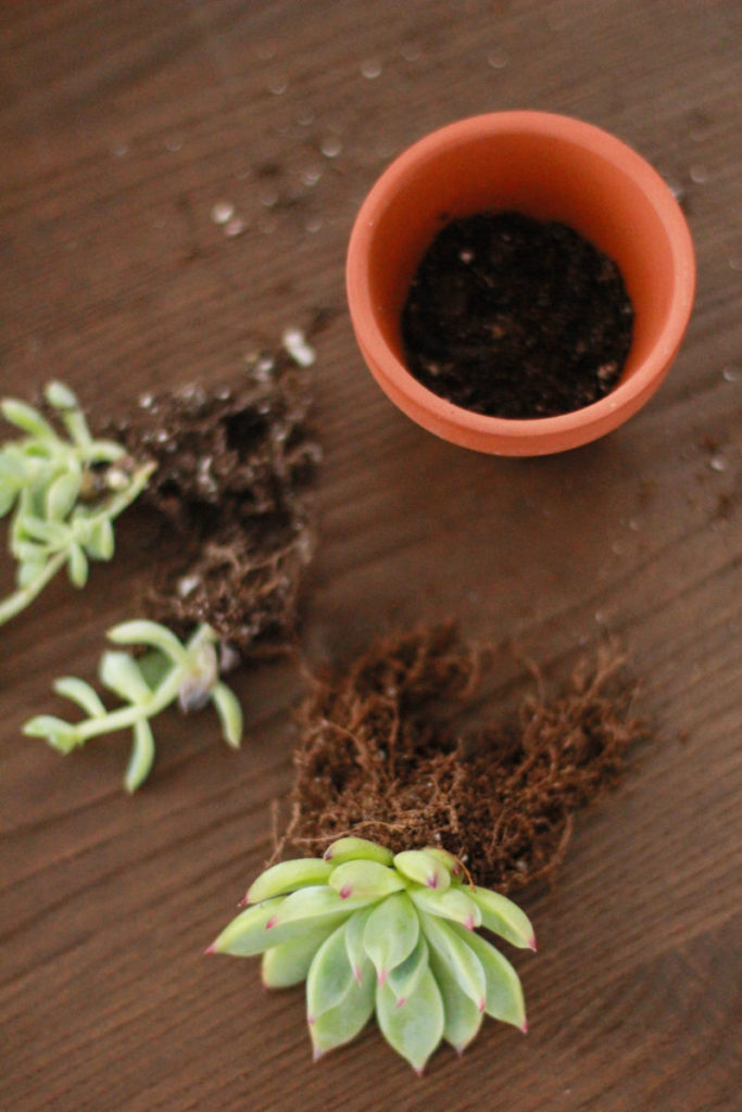 Pumpkin Succulent Centerpieces