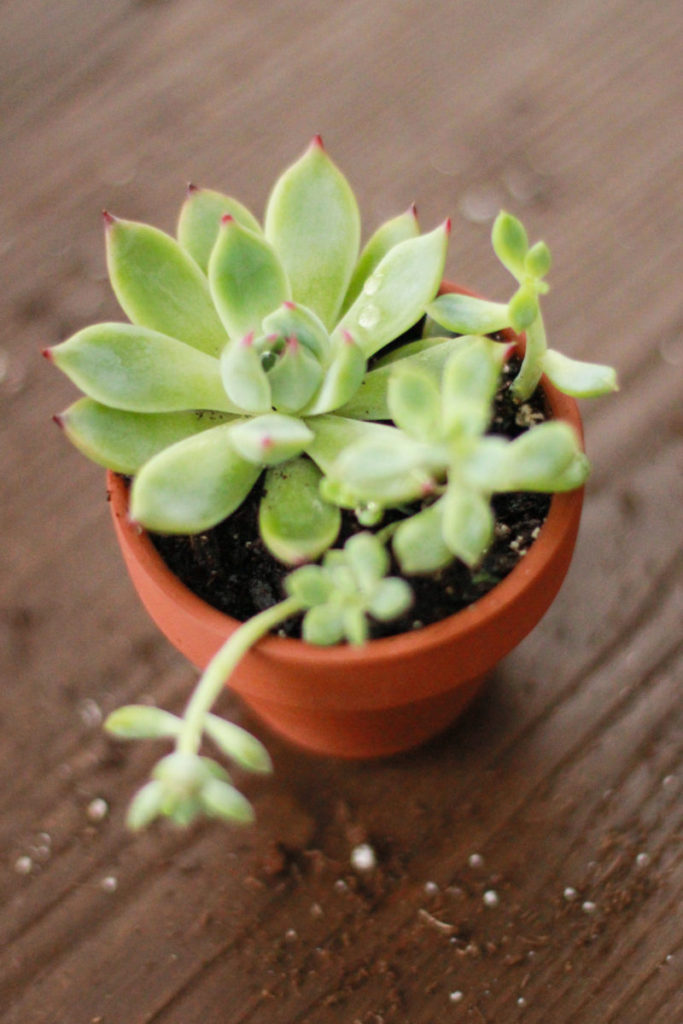 Pumpkin Succulent Centerpieces