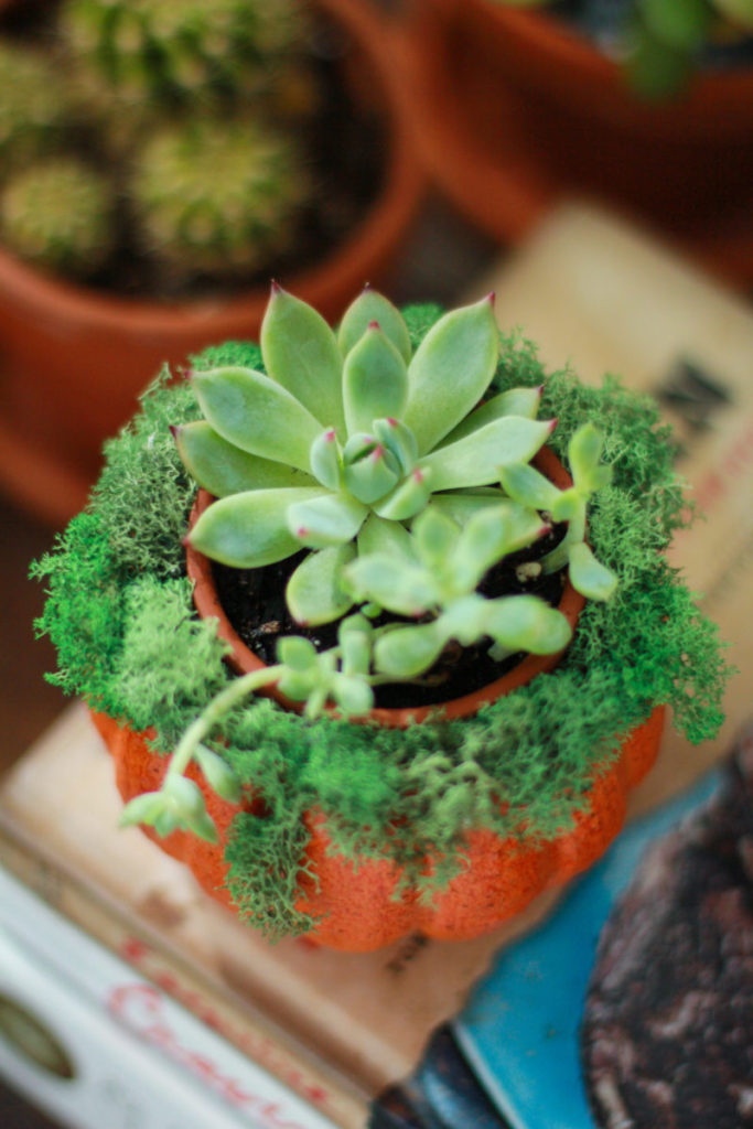 Pumpkin Succulent Centerpieces