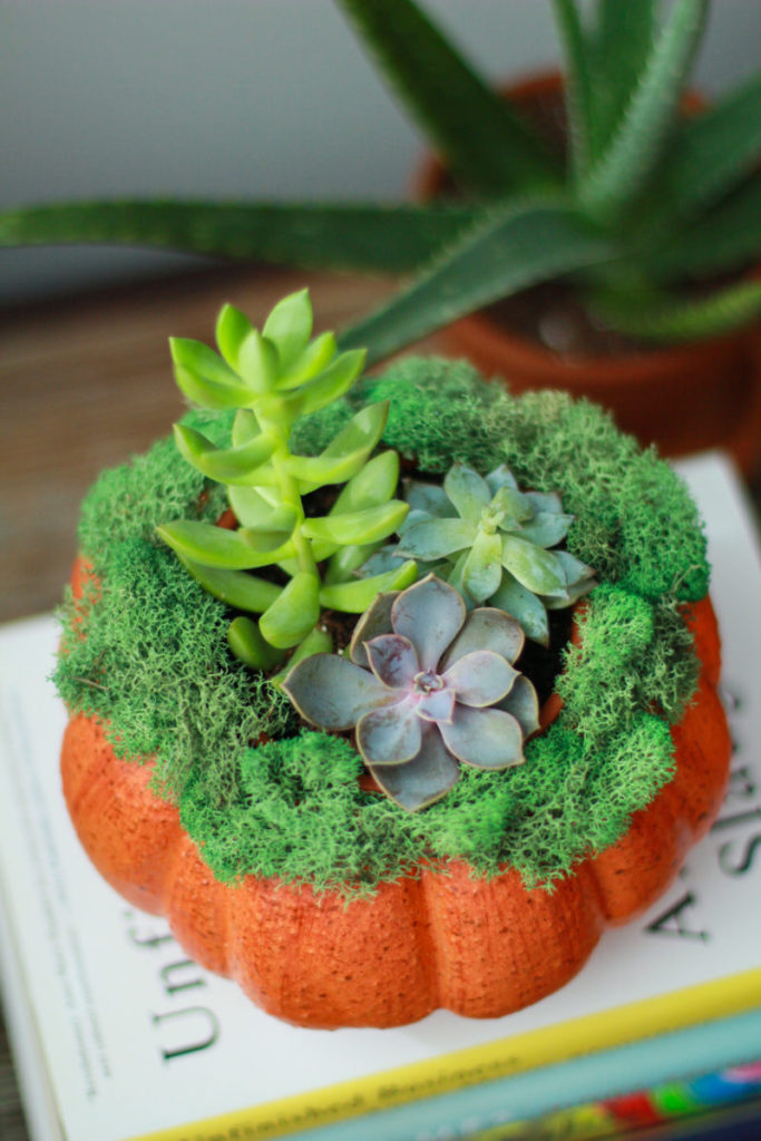 Pumpkin Succulent Centerpieces