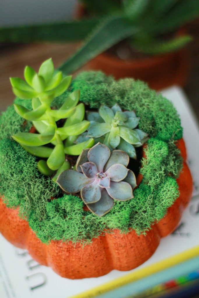 Pumpkin Succulent Centerpieces