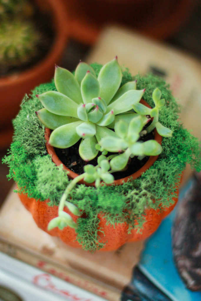 Pumpkin Succulent Centerpieces