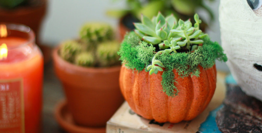 Pumpkin Succulent Centerpieces