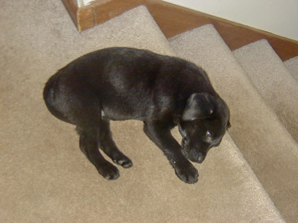 HaydenHayden Sleeping on Stairs