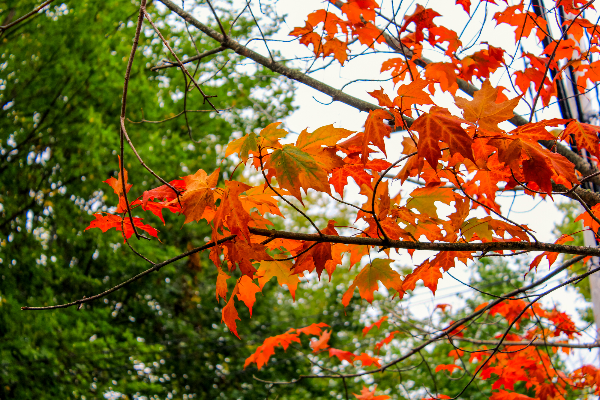 Martha's Vineyard in October